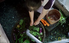 Ở Nhật, người ta có thể rửa bát, rửa rau ngay ở hồ cá trong nhà, bí quyết là nhờ…