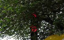 Khi những biển báo giao thông “núp” lùm cây