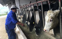 Cử nhân lên núi chăn bò, đút két hơn 2 tỷ/năm