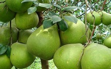 Bưởi da xanh Bến Tre không đủ hàng xuất khẩu