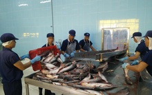 Giá cá tra tiếp tục tăng, lên mức cao nhất trong 7 năm