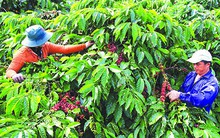 Tây Nguyên mùa cà phê không vui