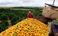 Giá cam Mỹ tăng vọt sau siêu bão thế kỷ trên Đại Tây Dương