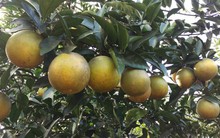 Vì sao cam Cao Phong chưa từng phải nhờ đến cộng đồng “giải cứu”?