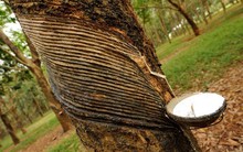 QuýI/2017 nhập khẩu cao su tăng mạnh