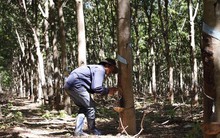 Nhập khẩu cao su: Tăng vọt có đáng lo?
