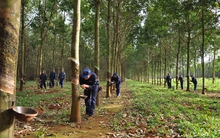 Không chỉ là cao su, dòng tiền của PHR tìm thêm từ đâu?