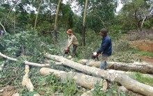 Sốt giá, nông dân 'ồ ạt' thanh lý cây cao su già