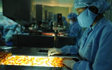 SCIC nắm 29% vốn cổ phần tại công ty sản xuất Thuốc ung thư của Dược Cửu Long và FIT