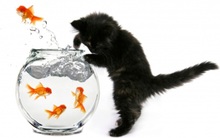 Hàng loạt doanh nghiệp vừa giở ‘’võ’’ mua - bán cổ phiếu quỹ