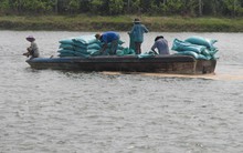 Mưa trái mùa khiến cá tra giống bị thiệt hại nặng nề