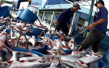 Cẩn trọng trước biến động của giá cá tra