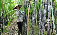 Người Việt chúng ta ăn mía bỏ bã, trong khi người Thái, người Philippines lấy bã mía tạo ra hàng tỷ kWh điện mỗi năm