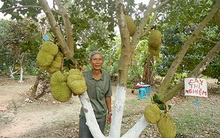 'Mít không hạt Ba Láng' giá tiền triệu vẫn cháy hàng