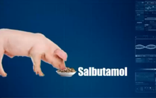 Cần tiếp tục duy trì kiểm soát chất cấm trong chăn nuôi