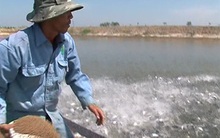 Cá tra tăng giá, người nuôi lãi từ 1,5 - 1,7 triệu đồng/tấn