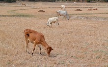 Đồng Tháp tìm đường “khai phóng” hạt lúa