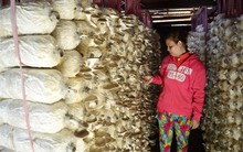 Lãi hơn 30 triệu đồng/tháng từ trồng nấm bào ngư xám