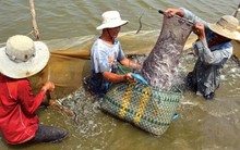 Cá kèo ở Sóc Trăng rớt giá: Người nuôi đối mặt với khó khăn