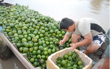 Giá cam sành giảm dưới giá thành