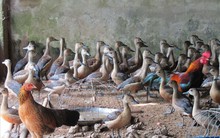 Một người dân tộc Chăm nuôi le le thành công