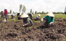 Nông dân Miền Tây lại điêu đứng vì khoai lang rớt giá