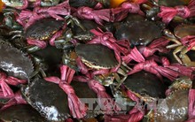 Giá cua biển ở Cà Mau giảm mạnh