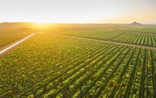 Suốt 15 năm kiên trì trồng duy nhất 1 loại cây, 2 công ty này sắp kiếm cả tấn tiền nhờ bán giá đắt gấp 5 lần bạc