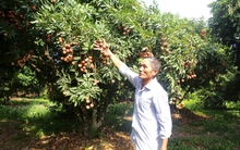 Ngậm ngùi ở vùng "quê tổ" vải thiều Việt Nam