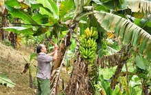 Giá chuối xuất khẩu ở Lào Cai xuống thấp kỷ lục, người dân lao đao