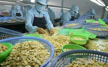 Bấp bênh 'thủ phủ' điều Bình Phước