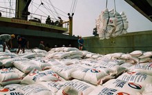 Nâng chỉ tiêu xuất khẩu gạo lên 5,6 triệu tấn: Gạo Việt Nam “trở mình” đầy lạc quan