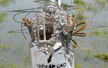 Tại sao hàng nghìn trụ điện trung thế gãy đổ trong bão số 10?