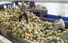 Sản lượng dừa giảm, phải nhập khẩu nguyên liệu