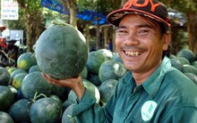 Niềm vui mùa dưa Tết ở Đức Linh