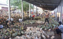 Bến Tre: Giá dừa khô nguyên liệu tăng kỷ lục