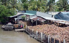 Giá dừa khô ở Trà Vinh tăng cao