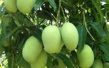 Xoài Việt Nam chính thức được vào thị trường Mỹ