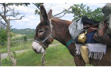 Chuyện người lái buôn và con lừa: Sống ở đời phải biết “tùy cơ ứng biến”, đừng dựa mãi vào kinh nghiệm để rồi thất bại cay đắng