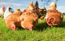 Những cạm bẫy khiến nhà đầu tư thiệt hại nặng nề trên TTCK