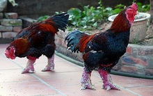 ''Hốt bạc'' nhờ nuôi gà quý hiếm