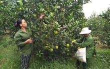 Cam Bãi Phủ vào mùa thu hoạch chính vụ
