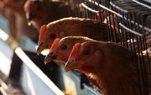 Saudi Arabia tạm ngừng nhập khẩu gia cầm sống từ Việt Nam