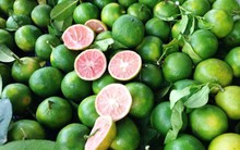 Giá 1 kg chanh tại vườn bằng... một cốc trà đá, người nông dân rơi nước mắt