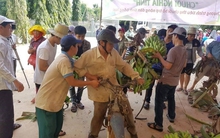 Chuối lại chín thối trên cây vì Trung Quốc giảm ăn