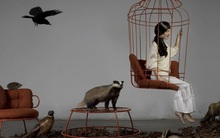 Tốt nghiệp Ngoại thương, Kinh tế, đi học thạc sỹ, vào làm công chức nhà nước: Nỗ lực cống hiến hay chọn sống cuộc đời nhàn hạ như một chú chim trong lồng?