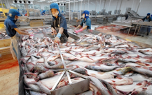 Thủy Hải Sản Việt Nhật: ĐHCĐ không thông qua BCTC do phát hiện số liệu đã bị lập giả để chiếm đoạt hơn 155 tỷ đồng