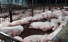 Sẽ có test thử nhanh thuốc an thần trên thịt lợn