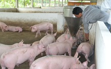 Giảm giá bán, chưa đủ!