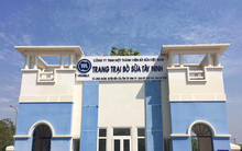 Vinamilk nhập tiếp 2.000 con bò sữa cho trang trại ở Tây Ninh